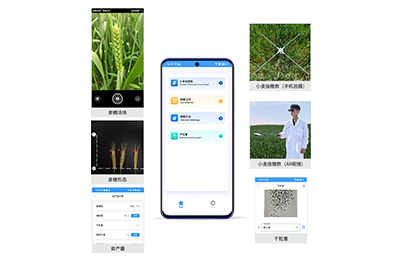 保山市小麦亩穗数分析仪IN-XM02